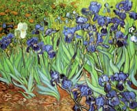 Irises