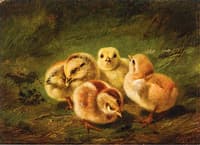 Chicks