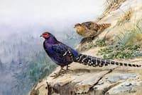 The Mikado Pheasant
