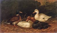 Domestic Ducks