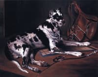 Recumbant Great Dane