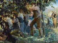 Wine Harvest in the Tyrol