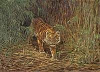 Tiger in the Jungle