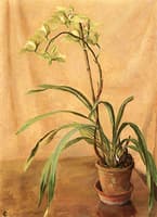 Green Cymbidium