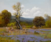 Bluebonnets