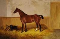 Study of a Horse