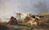 Cattle