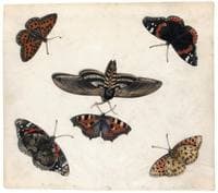 Butterflies