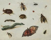 Insects