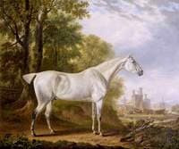 'Billy' a Favourite Horse of James Dearden, Esq.