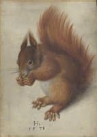 Red Squirrel