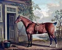 A Saddled Bay Hunter Tethered Outside a Stable