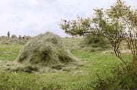 Haystacks