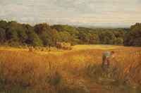 A golden harvest