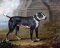 Bull Terrier