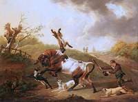 Bull Terriers Baiting a Bull