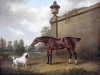 Chestnut Hunter and a Dog in a Park