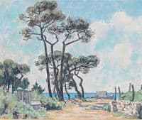 Maritime Pines