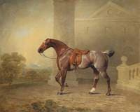 The Prince of Wales's Favourite Roan Hack