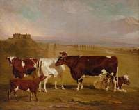 Portraits of Cattle of the Improved Short-Horned Breed, the Property of J. Wilkinson Esq. of Lenton