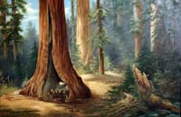 Sequoia