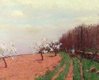 Apple Blossoms