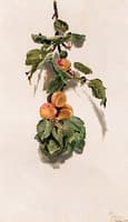 Peaches on a Branch