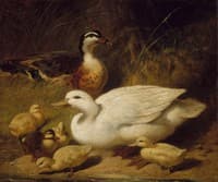 Ducks and Ducklings