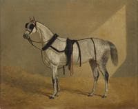White Horse