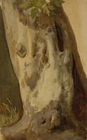 Plane Tree