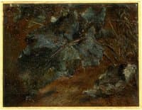 Study of Dock Leaves