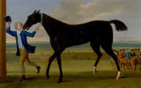 The Duke of Rutland's Bonny Black