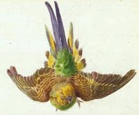 Parakeet in Flight