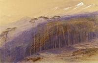View of the Forest of Valdoniello, Corsica