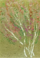 Birch Trees