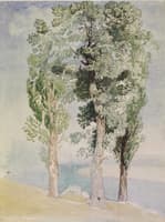 A Study of Trees