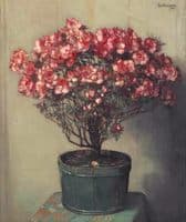 Pink Azaleas