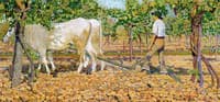 To Furrow