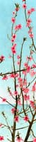 Blossoming Pink Branches