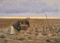 Potato Harvest
