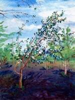 The Orchard