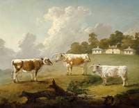 Three Long-Horned Cattle at Kenwood