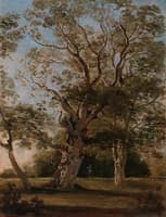 Beech Trees in the English Garden, Munich