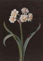 Narcissus