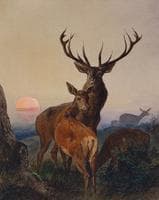 A Stag With Deer In A Wooded Landscape At Sunset
