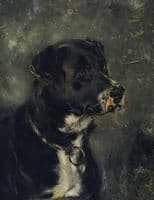 Head of a Dog