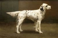 A Dog