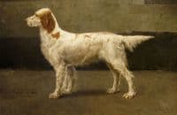 A Dog