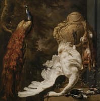 Peacock and Hunting Trophies