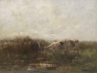 Cows